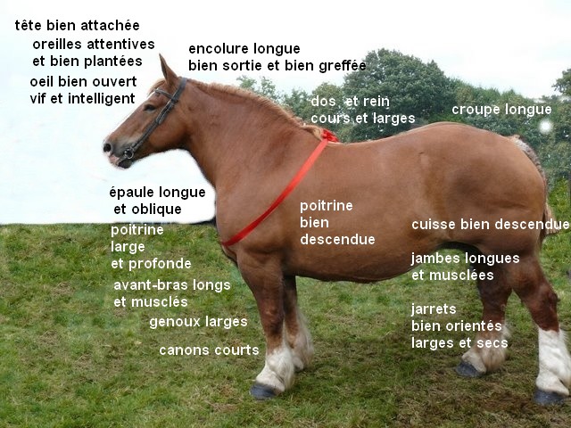 Les caractéristiques du cheval