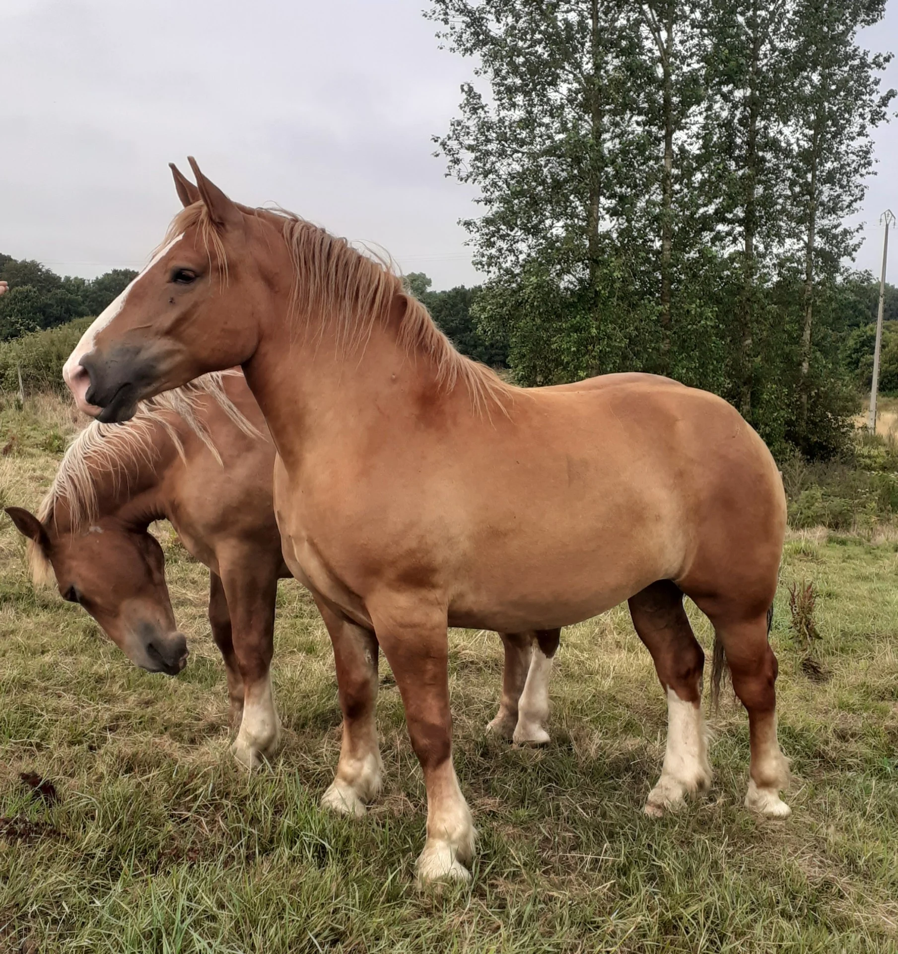 Neptune des Rivières