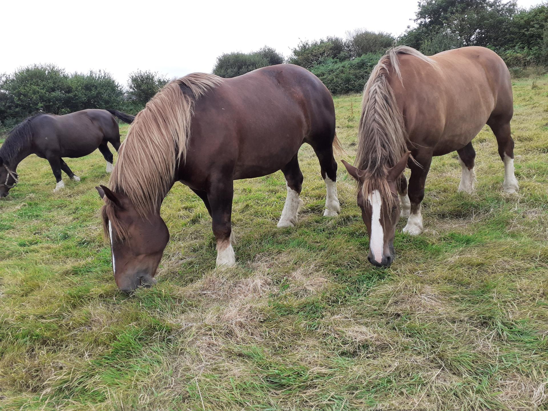 La Belle de Kergue et Lina des Communs